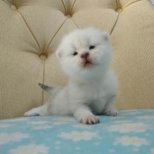 初中少女巨乳凸起图片
